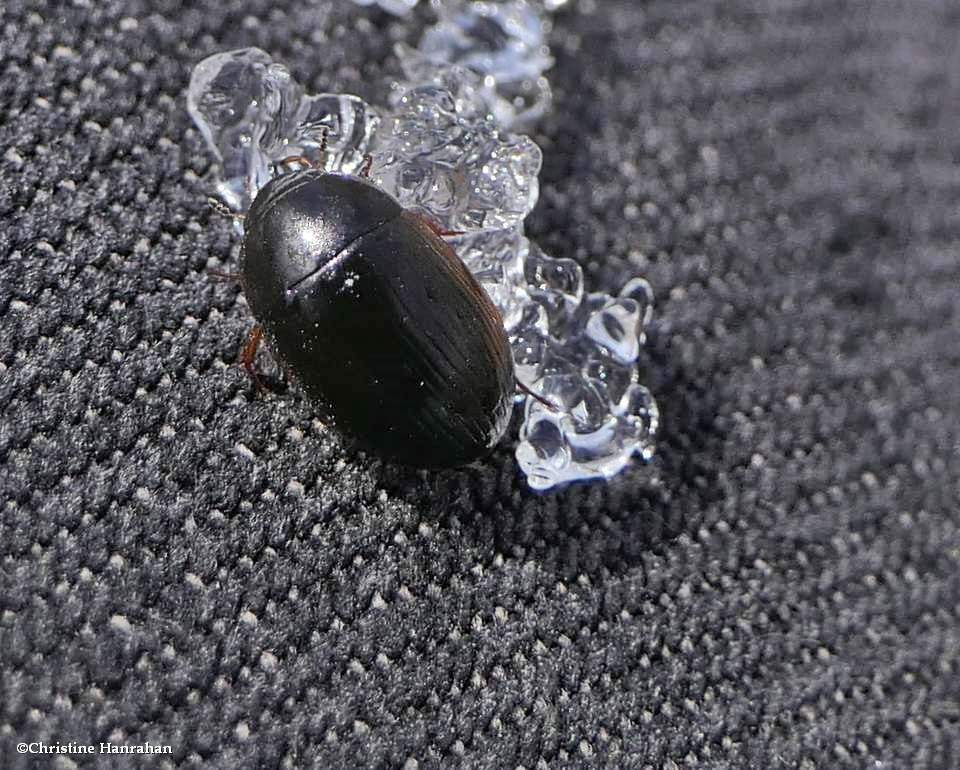 Water scavenger beetle (<em>Hydrobius</em>)