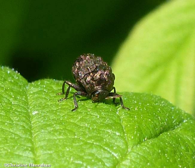 Warty leaf beetle (Neochlamisus sp.)