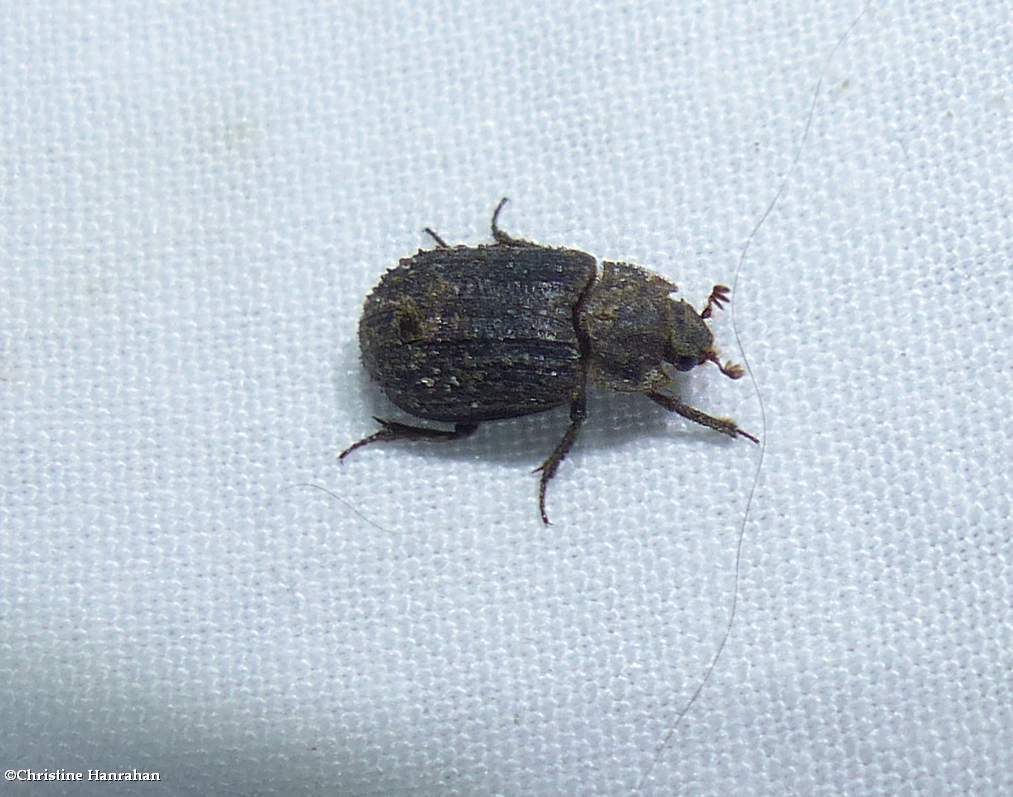 Hide beetle (<em>Trox</em> sp.)