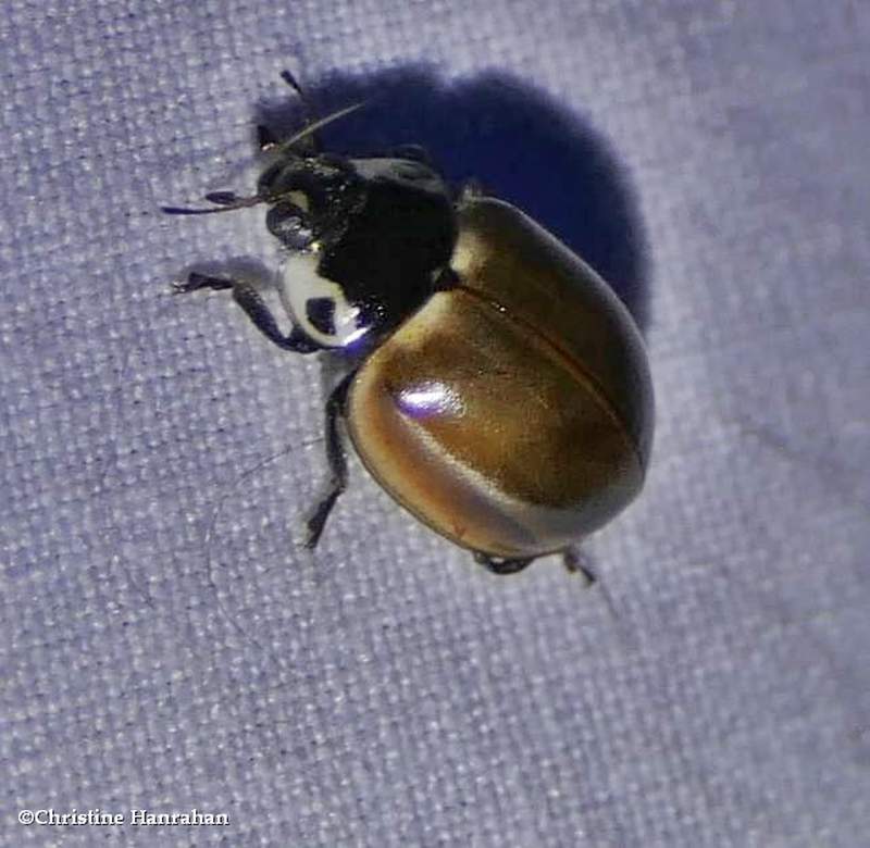 Streaked lady beetle (Myzia pullata)