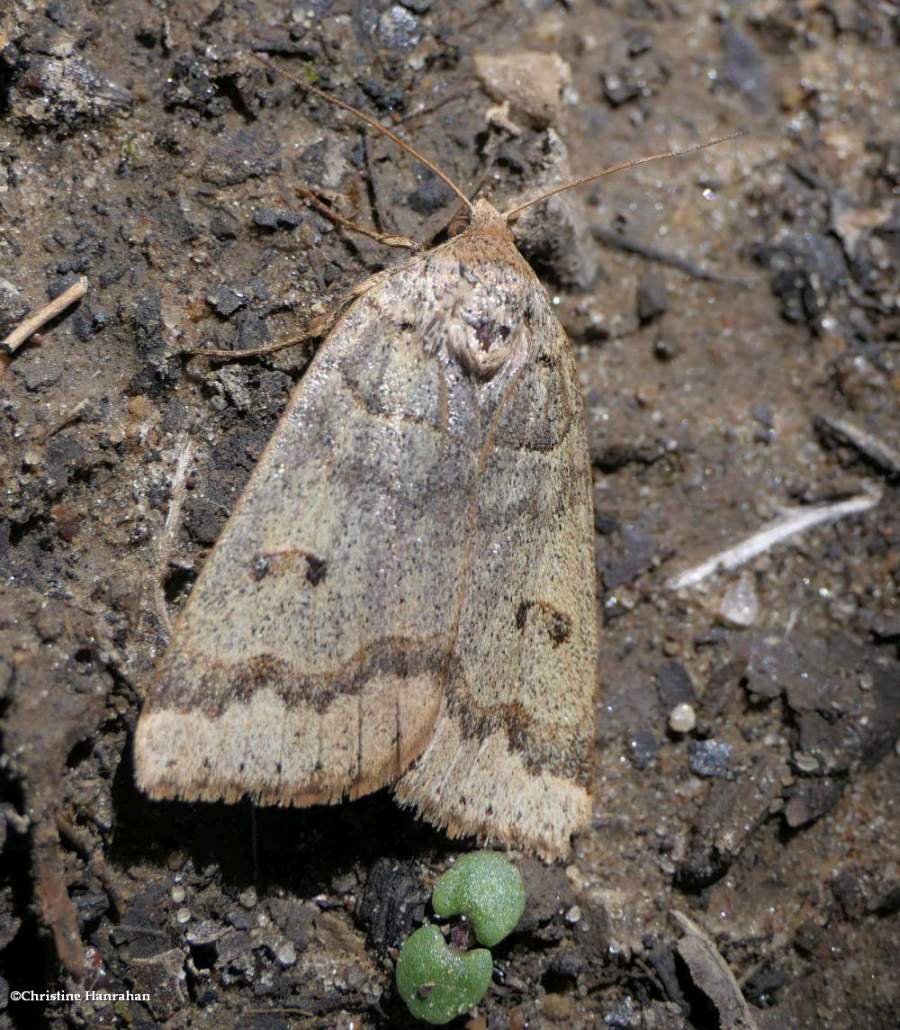 Common oak moth (<em>Phoberia atomaris</em>), #8591