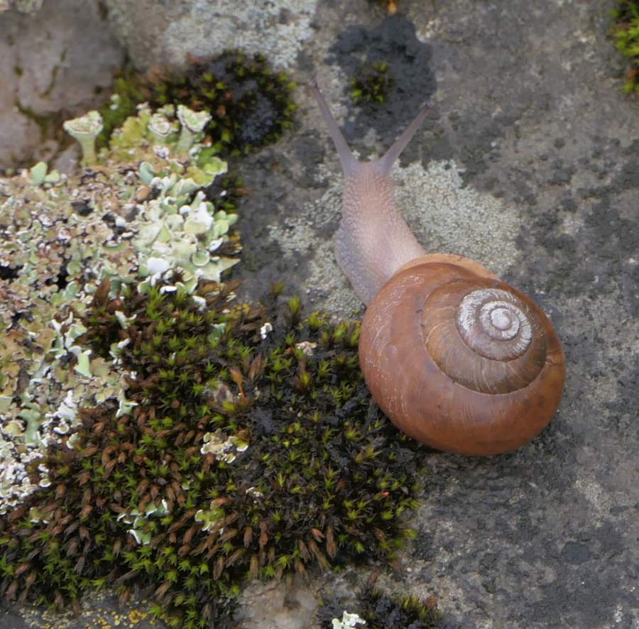 Snail  (<em>Cepaea </em> sp.)