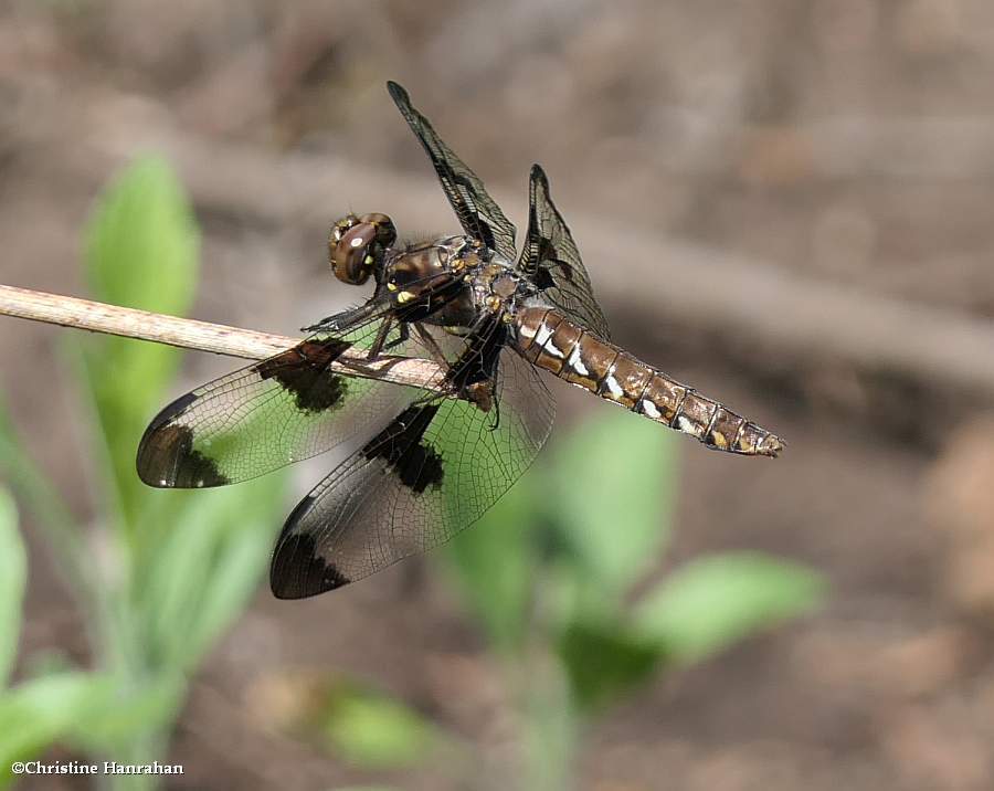 Common whitetail  (<em>Plathemis lydia</em>)