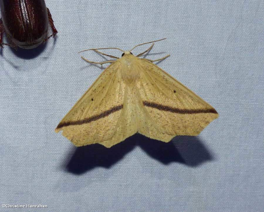 Yellow slant-line moth (<em>Tetracis crocallata</em>), #6963