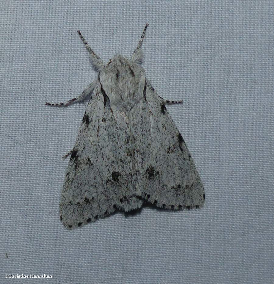 Cottonwood dagger moth (<em>Acronicta lepusculina</em>), #9205