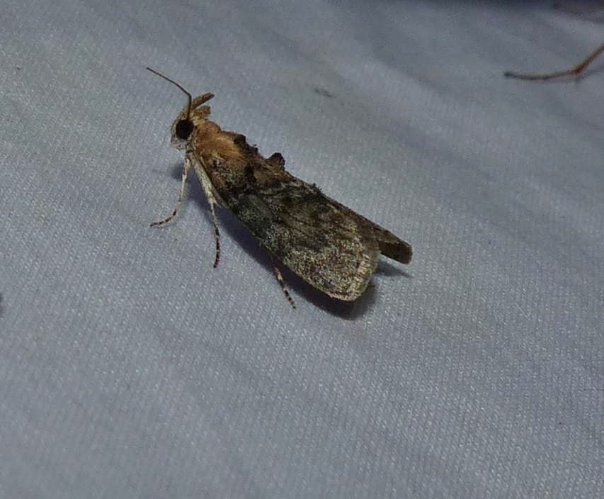 Pyralid moth (<em>Pococera</em>)