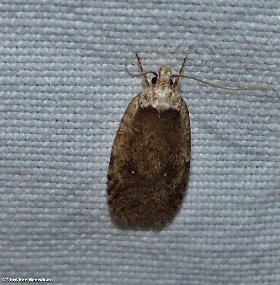 Twirler moth (<em>agonopterix clemensella</em>), #0862