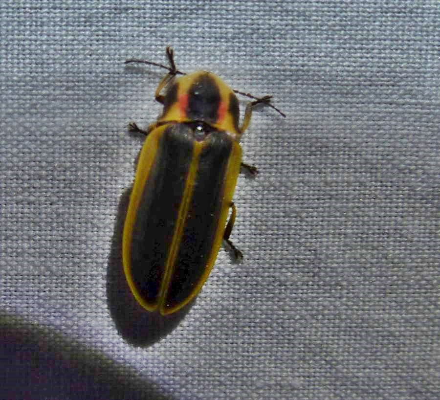 Firefly (<em>Pyractomena borealis</em>)