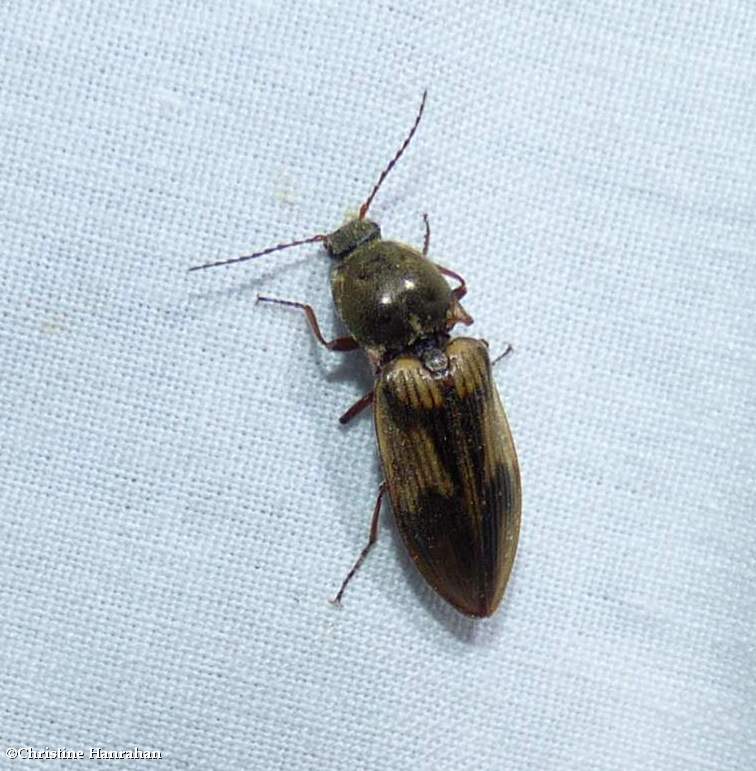 Click beetle (Pseudanostirus hieroglyphicus)