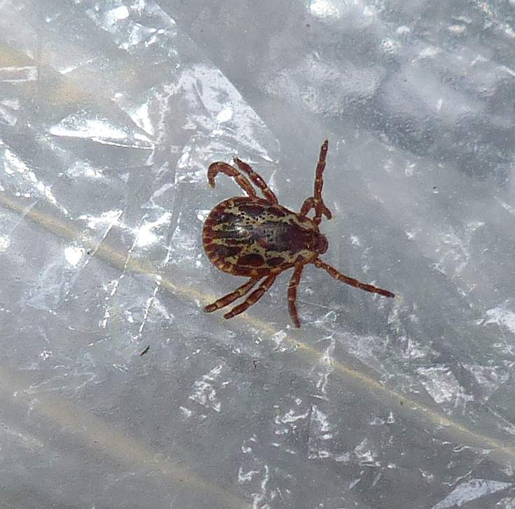 dog tick (Dermacentor variabilis)