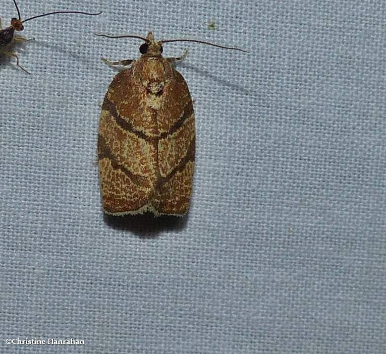 Hickory leafroller moth  (Argyrotaenia juglandana), #3622