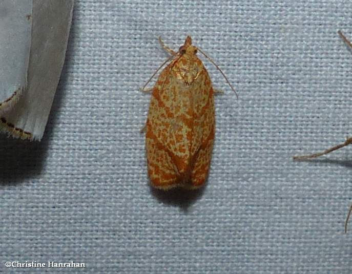 Four-lined leafroller moth  (Argyrotaenia quadrifasciana), #3621