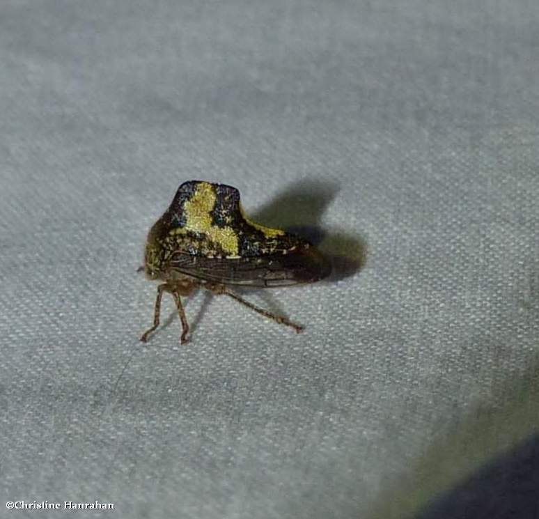 Treehopper (Telamona tristis)