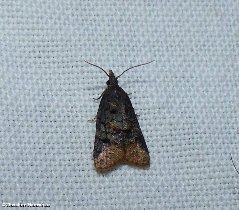 Tortricid moth (Platynota semiustana), #3741