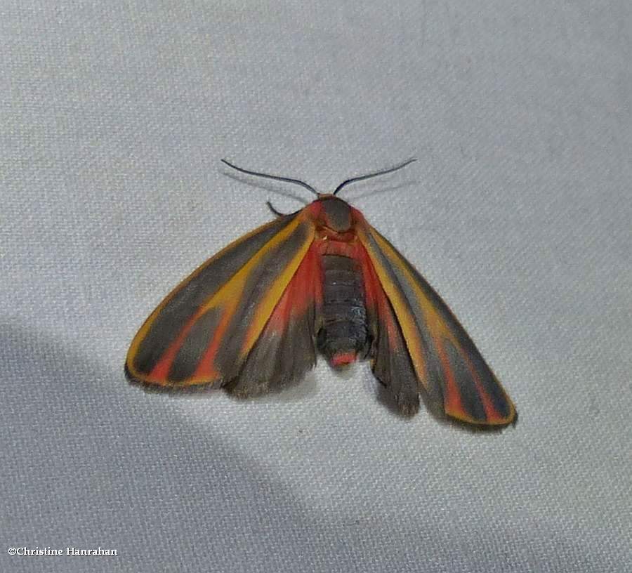 Painted lichen moth (<em>Hypoprepia fucosa</em>), #8090