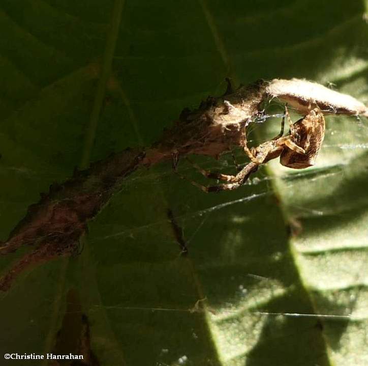 Cribellate orb weaver spider (Uloborus glomosus)