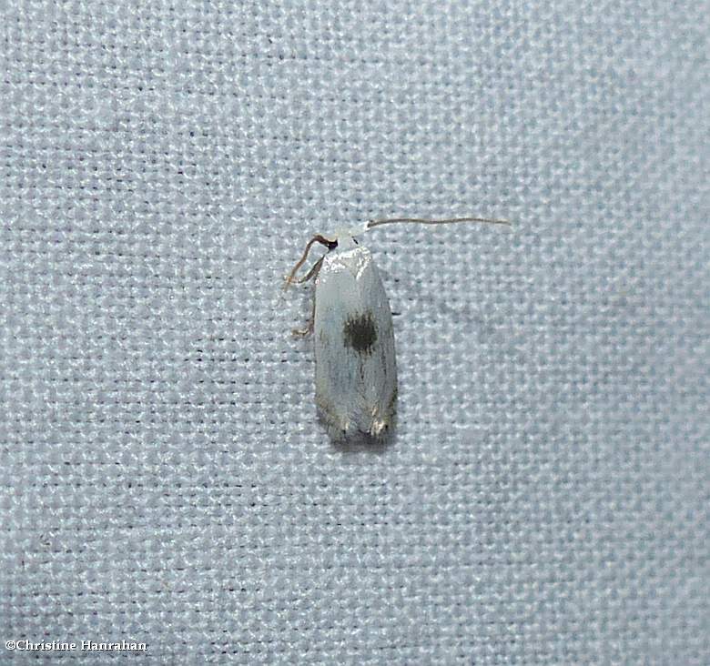 Pygmy leafminer moth (Opostegidae)