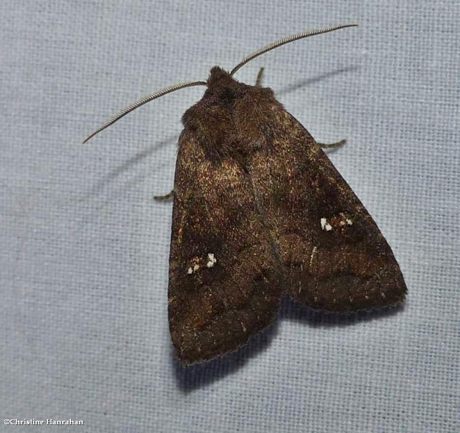 Signate quaker moth  (<em>Tricholita signata</em>), #10627