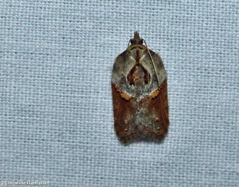 Robinson's acleris moth (Acleris robinsoniana), #3536