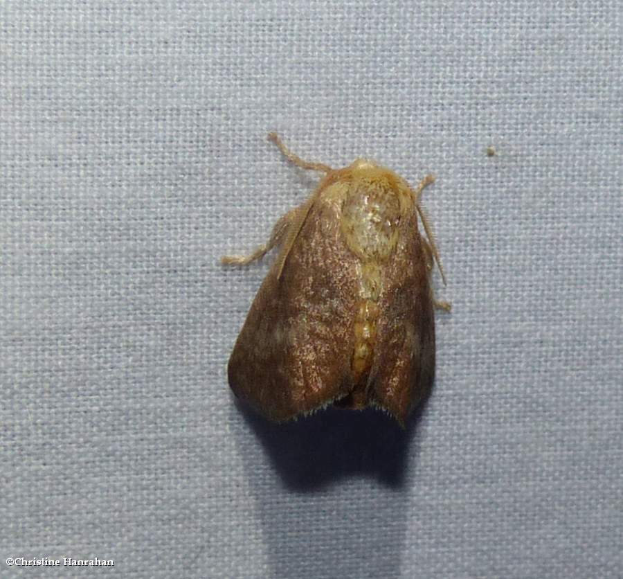 Crowned slug moth (<em>Isa textula</em>), #4681