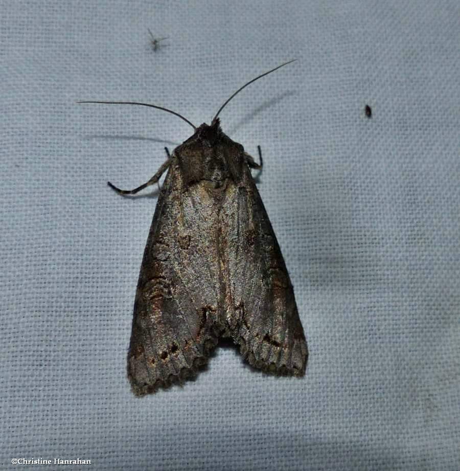 Purple arches moth (<em>Polia purpurissata</em>), #10280