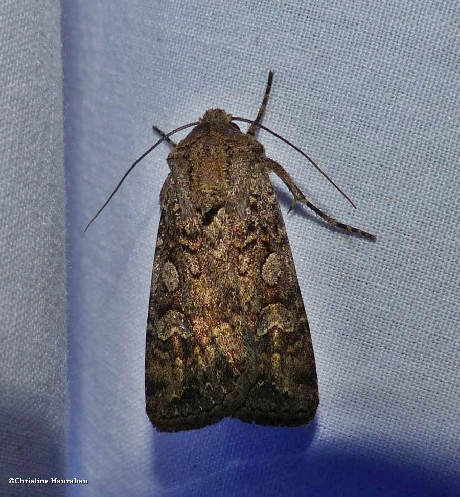 Reaper dart moth (<em>Euxoa messoria</em>), #10705