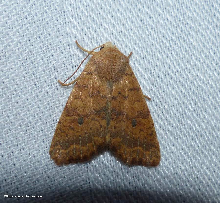 Dotted sallow moth  (<em>Anathix ralla</em>), #9961