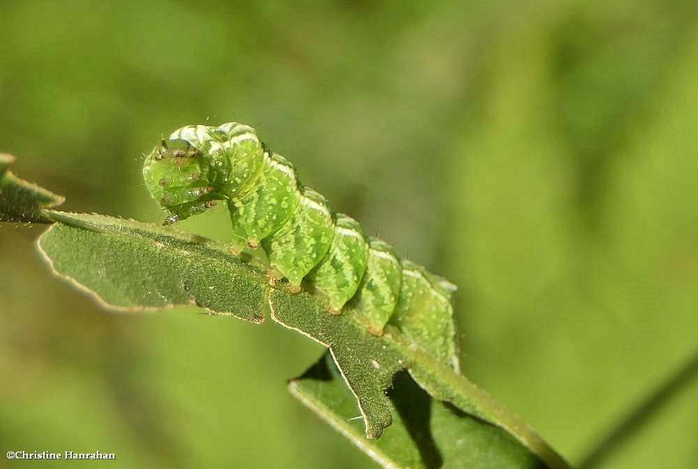 Spectacled nettle moth caterpillar  (<em>Abrostola urentis</em>), #8881