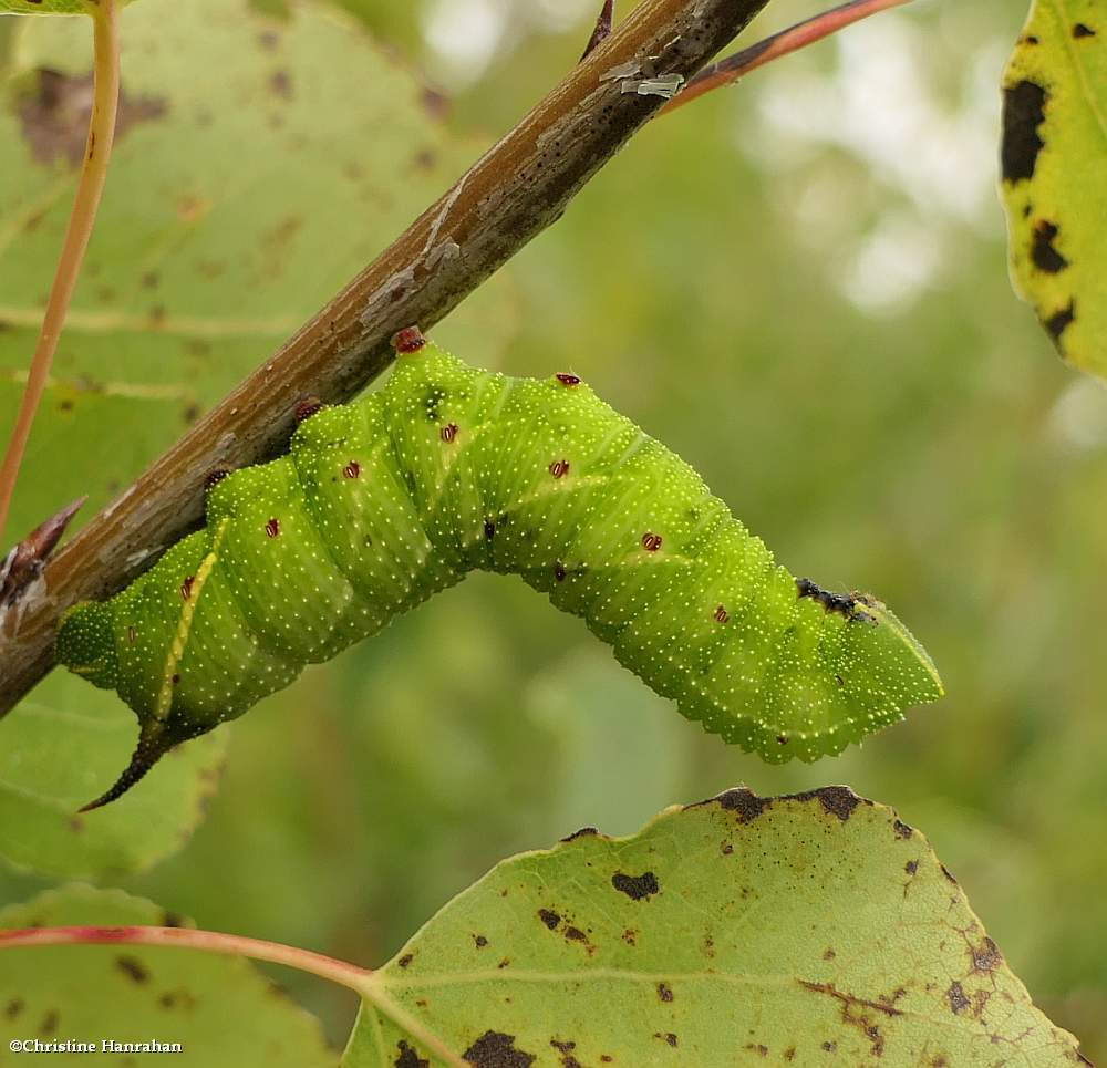 Blinded sphinx moth caterpillar  (<em>Paonias excaecata</em>), #7824