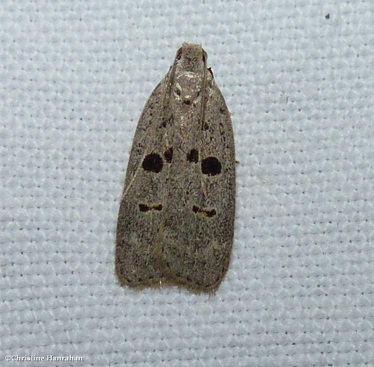 Glenn's dichomeris moth (Dichomeris glenni), #2278