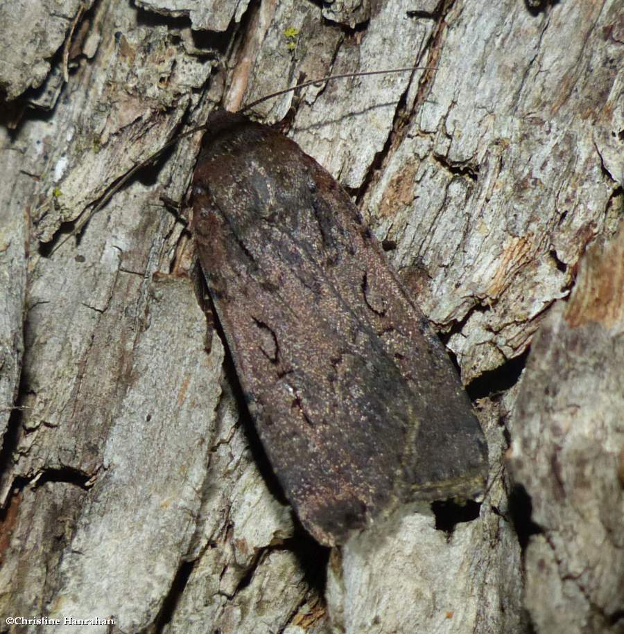Clandestine dart moth (<em>Spaelotis clandestina</em>), #10926