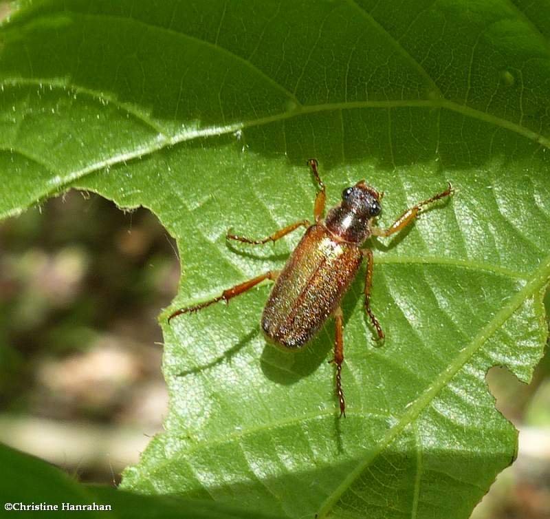 Scarab beetle (Dichelonyx linearis)