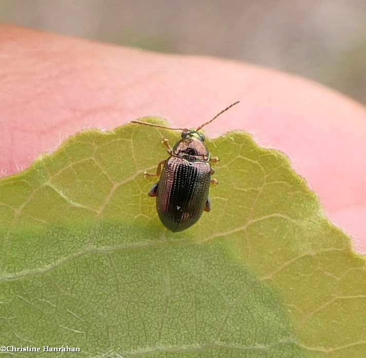 Flea beetle (<em>Crepidodera</em>)