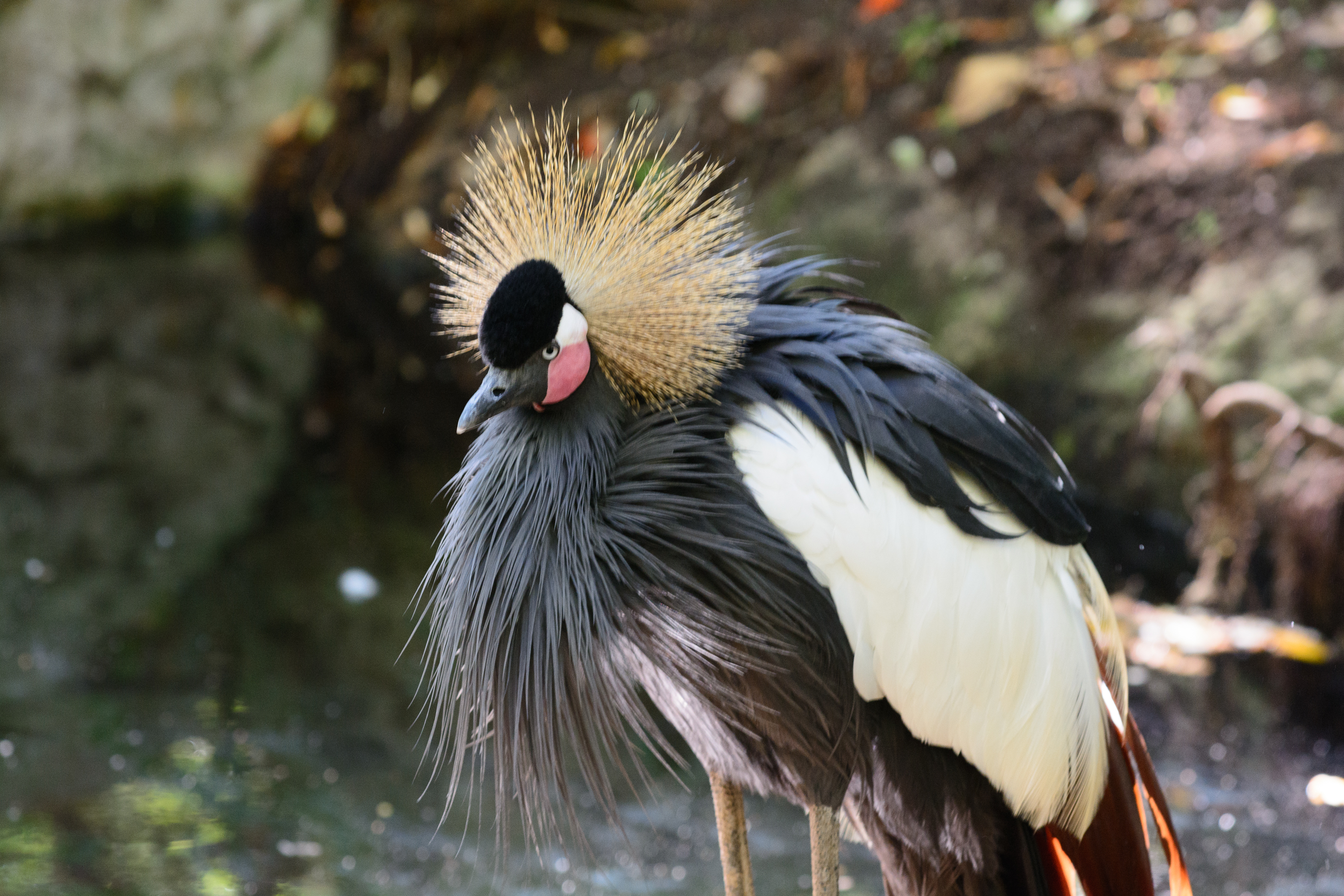 2016-11-02_San_Diego_Zoo_Safari_Park--0260--_RLH7004.jpg