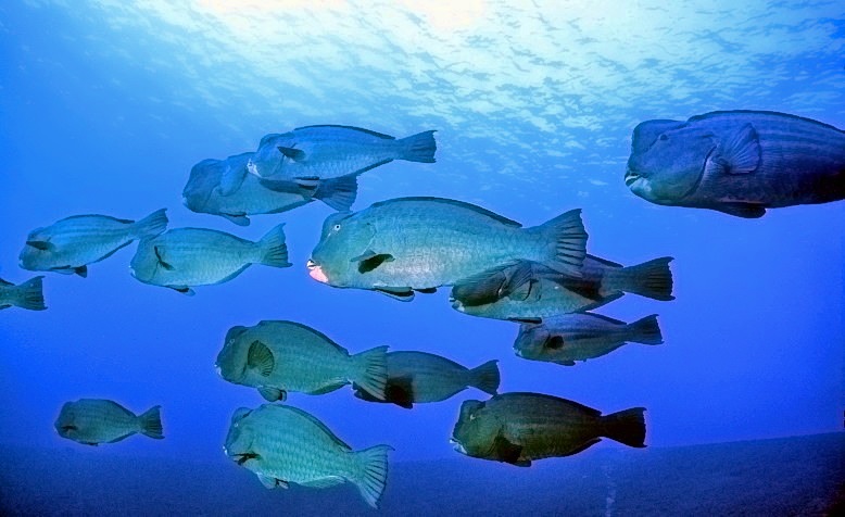 Bumphead Parrotfish Schoal, Bolbometopon muricatum