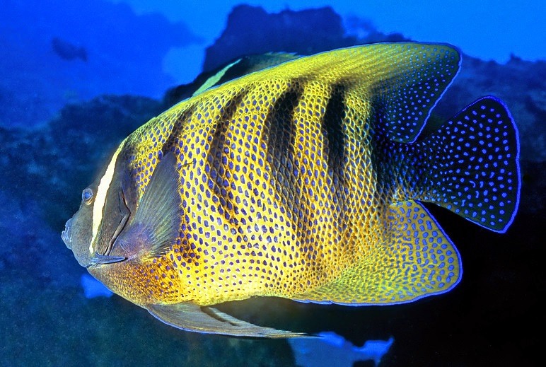Six-Banded Angelfish, Pomacanthus sexstriatus