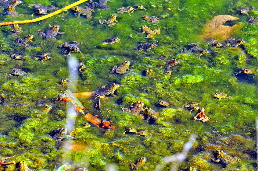 Frogs Field