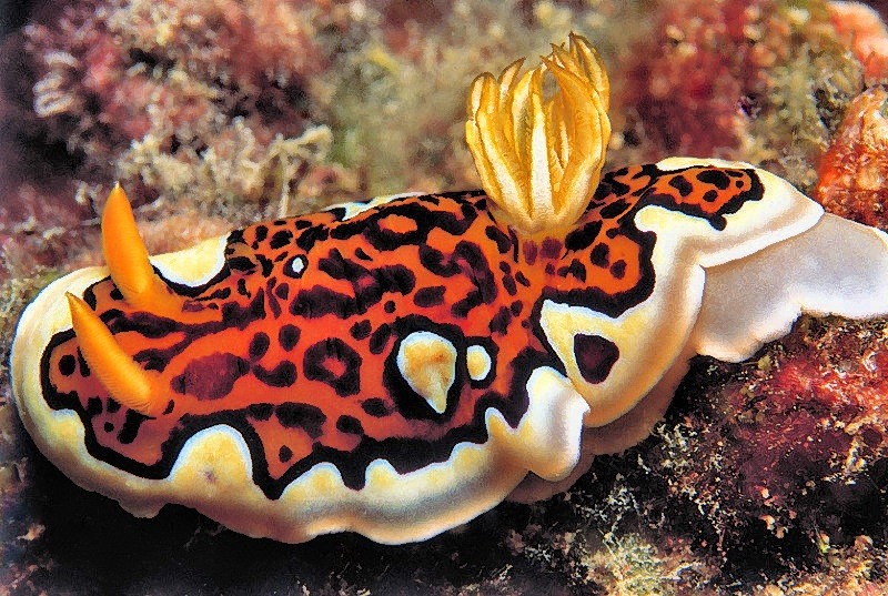 Nudi,  (Goniobranchus gleniei)