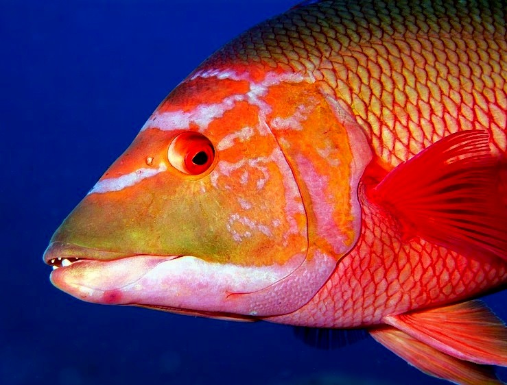 Hogfish CloseUp