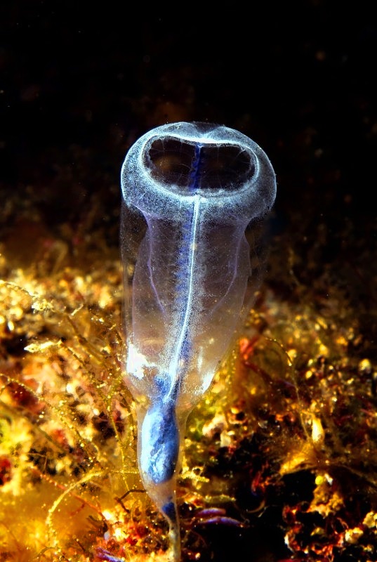Mediterranean Tunicate