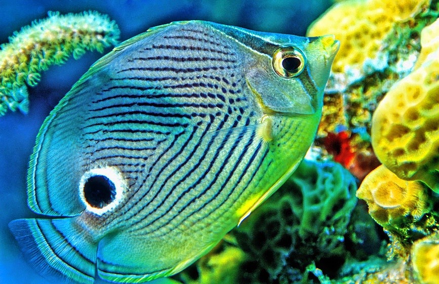 Four Eyed Butterflyfish, Chaetodon capistratus