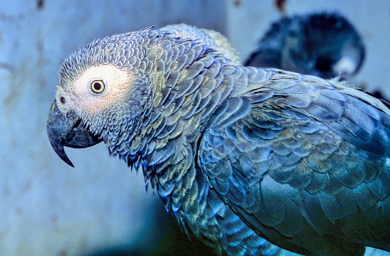 Sao Tome Endemic Parrot