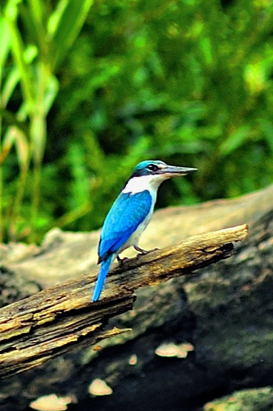 Collared Kingfisher (Todiramphus chloris)