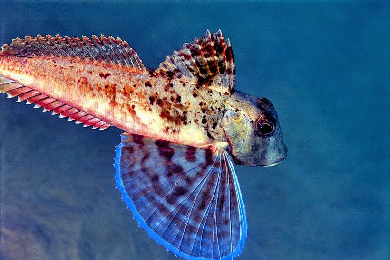 Flying Red Gunnard, Chelidonichthys cuculus