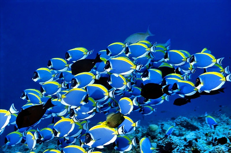 Powder Blue Tangs