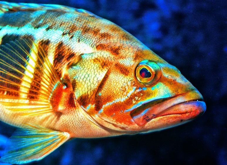  Blacktail Comber, Serranus atricauda
