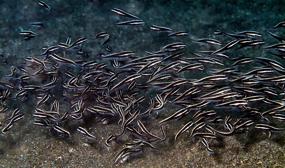 Catfish Free Swimming   