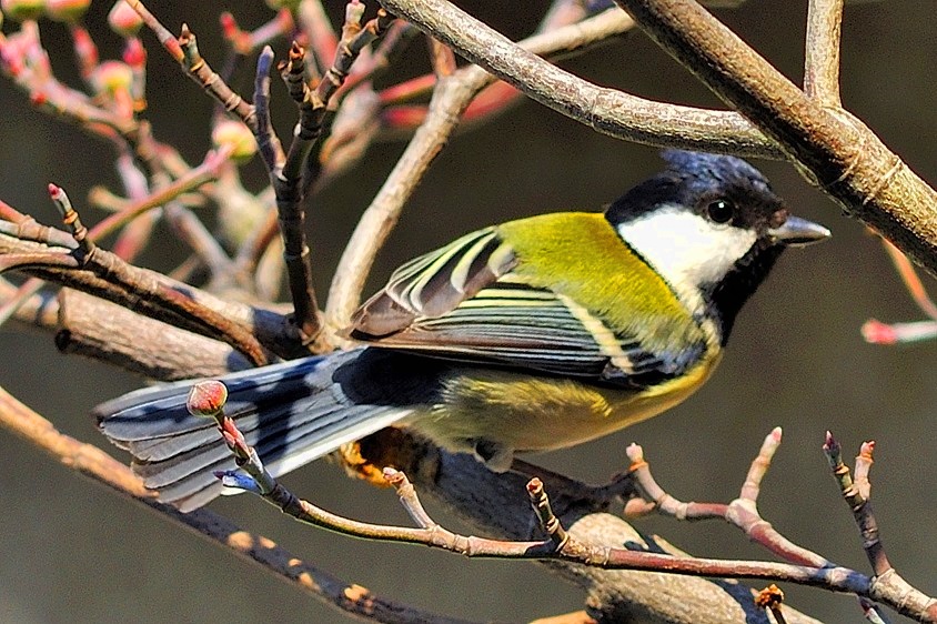 Bird on a Tree