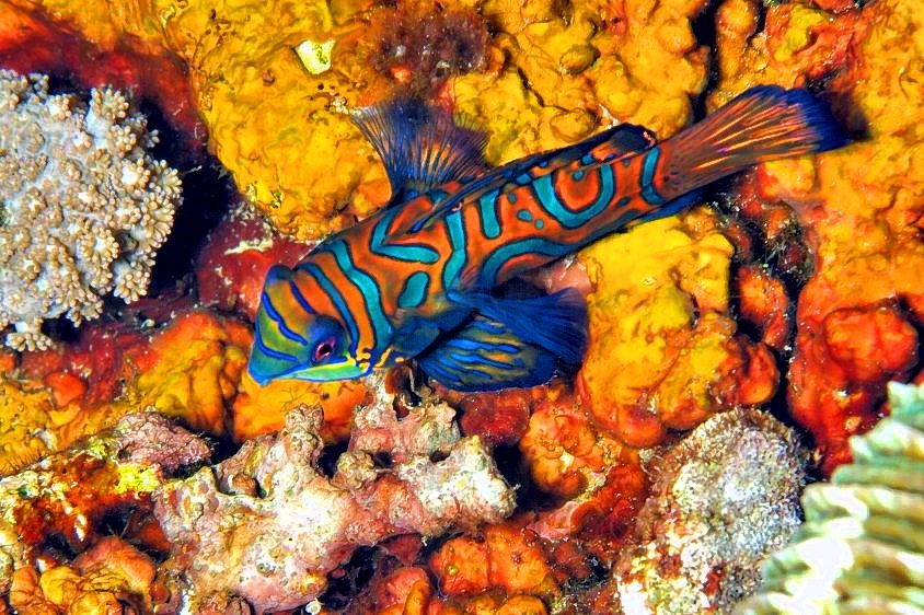 Mandarin Among Corals 