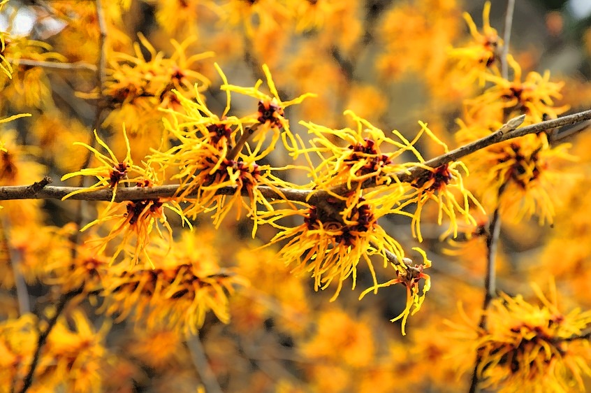 Amazing Fiery Flowers